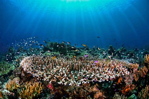  Tubbataha Reefs Natural Park: Một Kỳ Quan Sinh Học Chốn Biển Xanh!